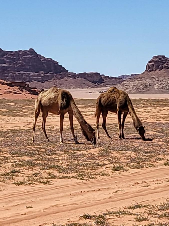Wadirumtours&Camp Rum vádi Kültér fotó